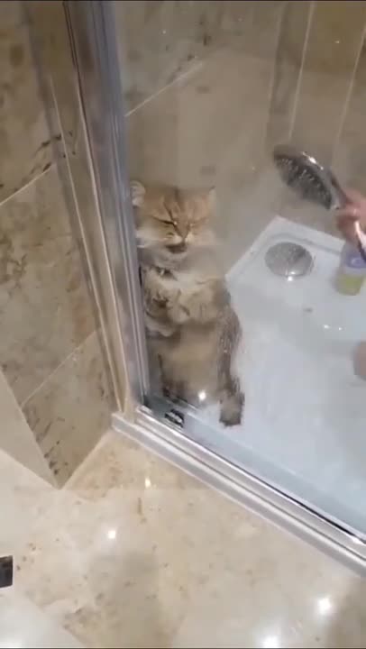 I hate shower😡 funny cat video😂😂