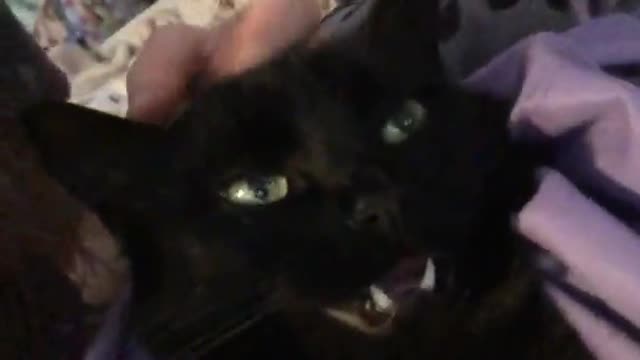 Cat becomes frozen when pet