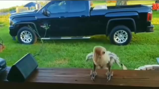 Music bird dance 35