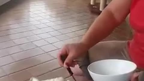 Old woman feeds bulldog out of bowl