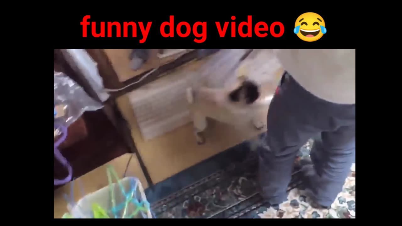 Funny dog videos compilation 2023 ♥ Dog barking sound - Funny dogs