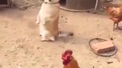 TAKE CARE OF THE CHICKENS BUT DON'T SCARE THEM