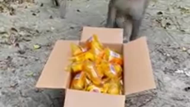 Monkey funny videos🙀🙀🙀🙀🙀🙀🙀