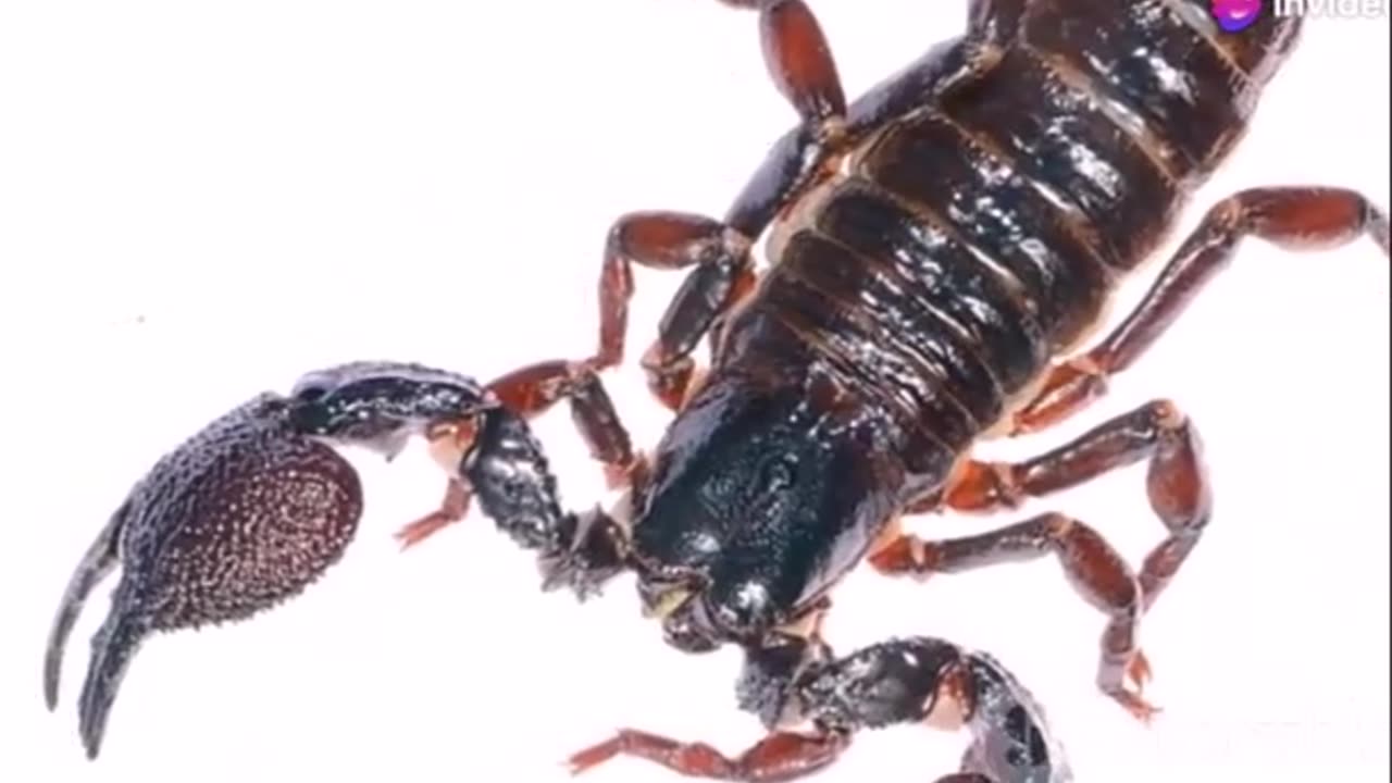 The Truth About Scorpion Venom- Deadly or Not