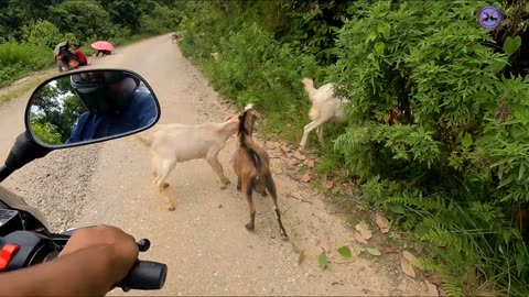 Gorkha Bazar|| Off-road via Madhya Pahadi Lokmarga||