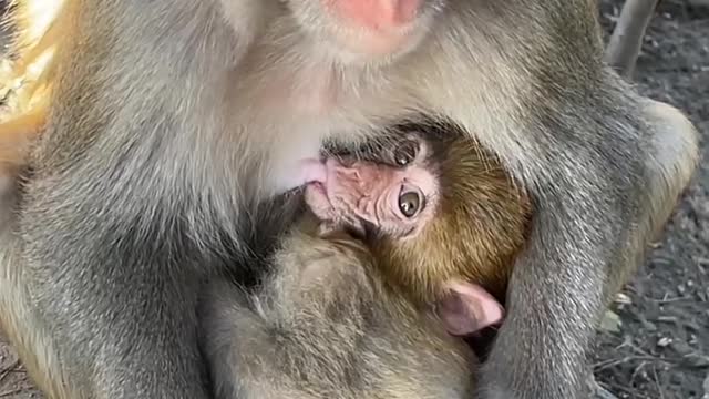 Look, this little monkey is breastfeeding again