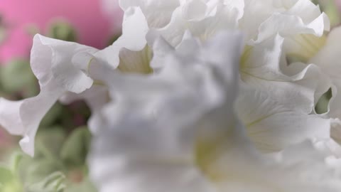 Flowers with large white petals