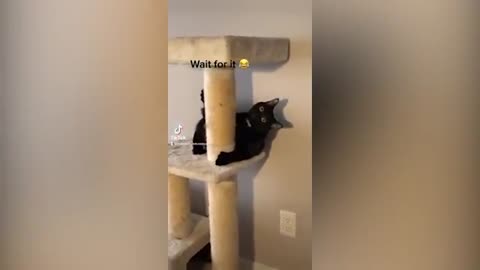 These Cats are Hilariously cute | Funny pet video