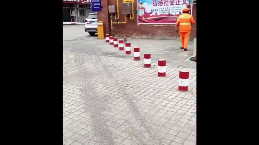 funny new video best video