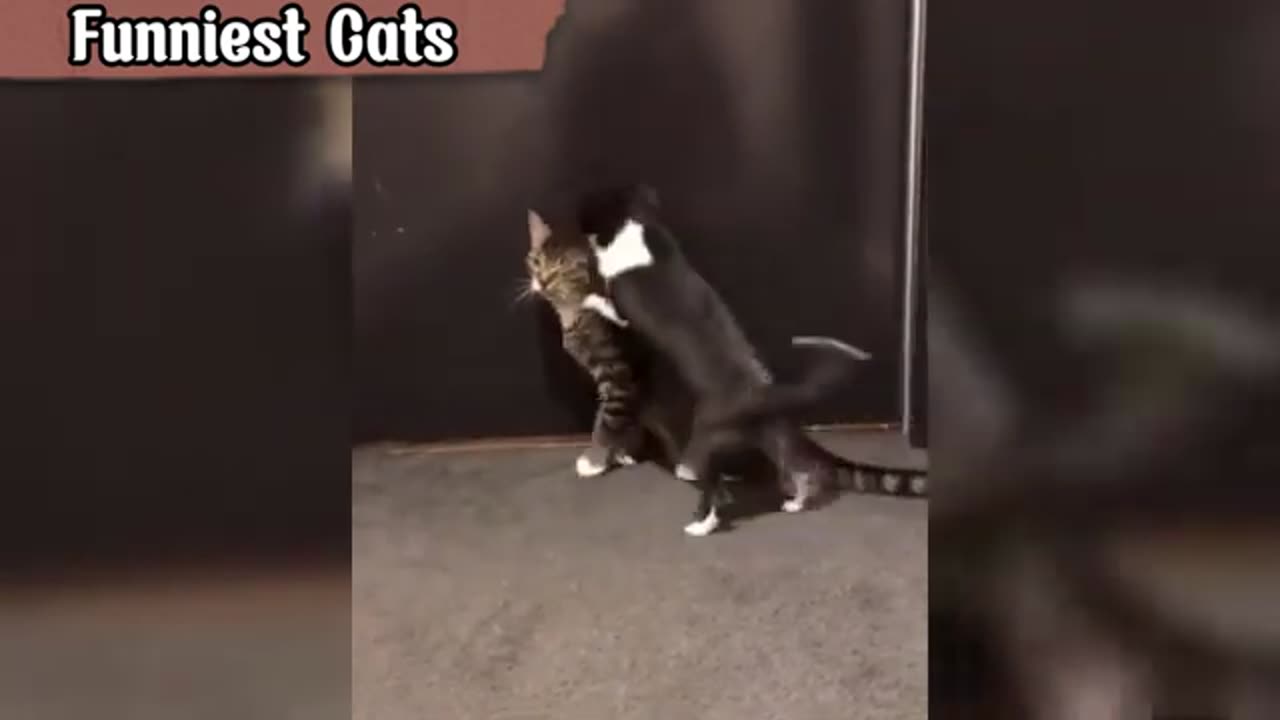 Funny animals caught on clip| funny cats/dogs part 5