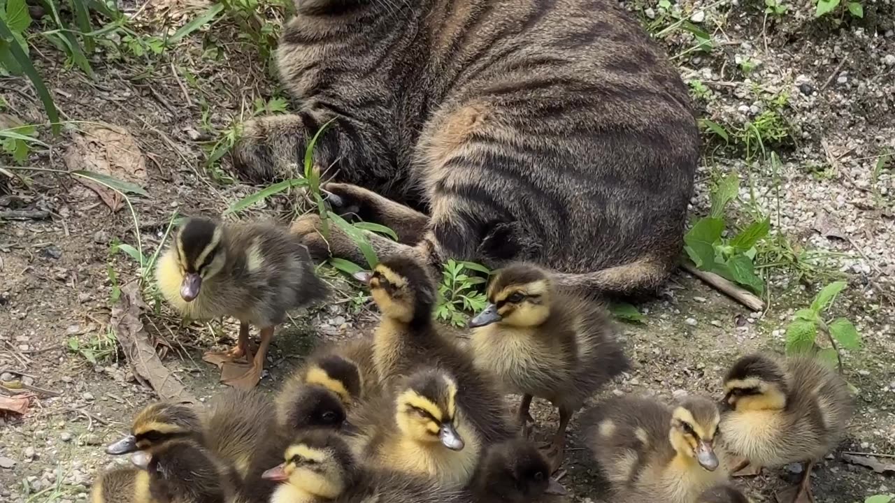 Funny cat and Duck