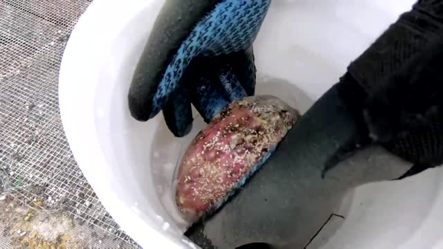 Sea snail matchmakers fight to save the white abalone