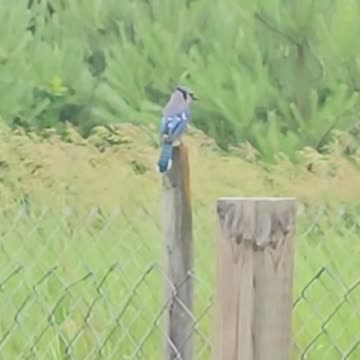 OMC! Chickens feed while a Blue Jay says hello! #chickens #bluejays #shorts #birds #hens #pets