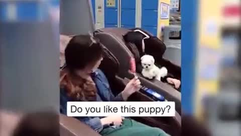 little dogy eating lolypop