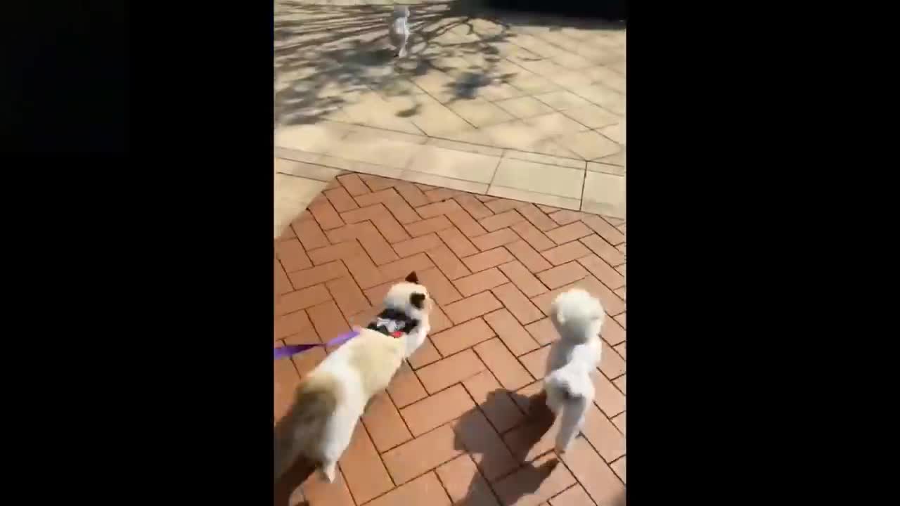 Cute And Hilarious Pets , Try Not To Laugh Too Hard!