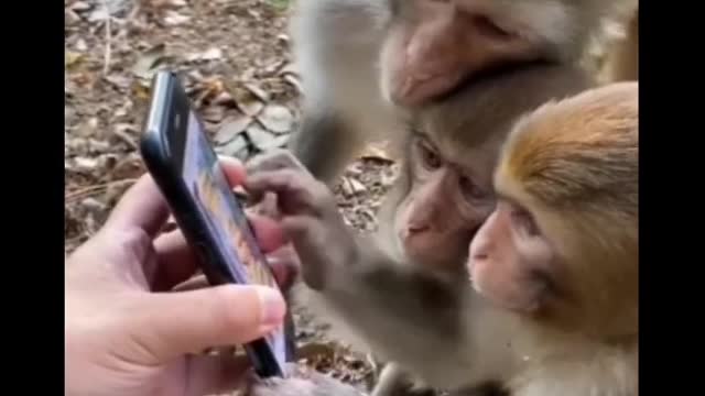trenig funny monkey video.
