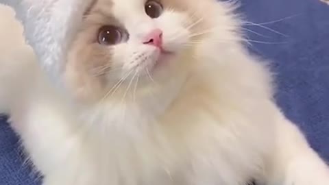 How Cute This Beautiful Kitten Cat