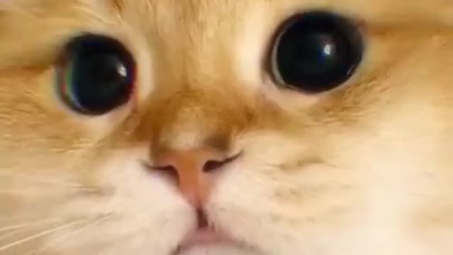 Cute cat videos funny Vol. 10