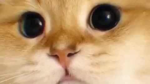 Cute cat videos funny Vol. 10