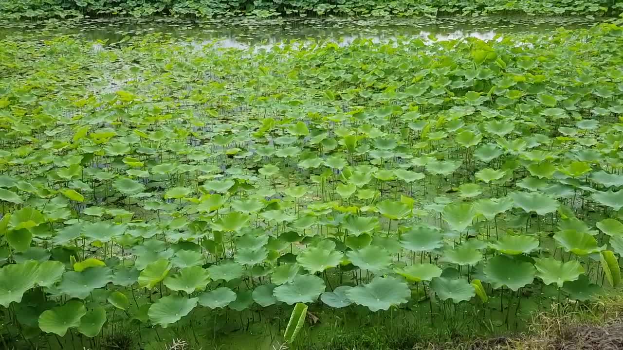 Green plant ,lotus leaf