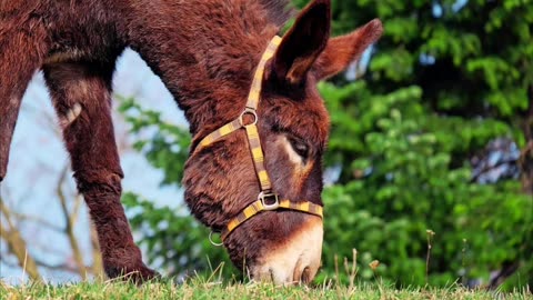 Donkey