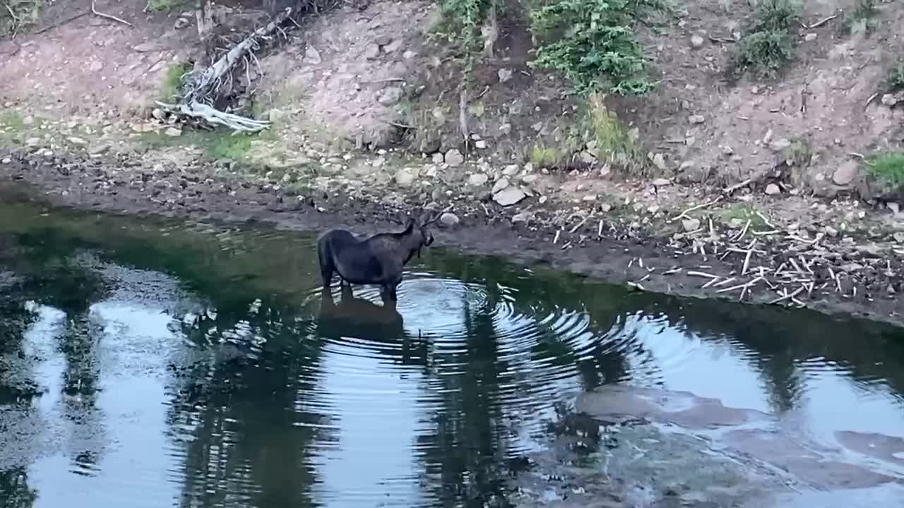 Bull Moose feeding