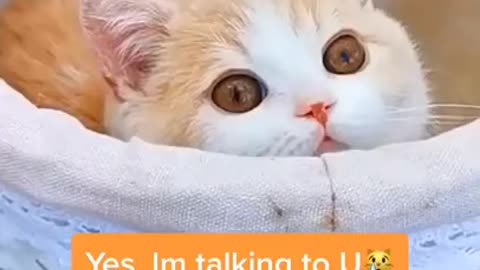 Gatinhos fofos vale apena ver