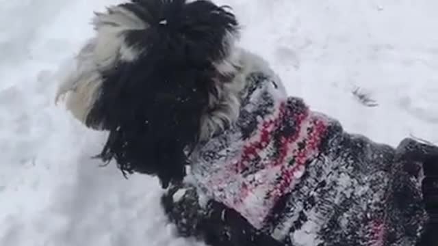 Tibetan Terrier Loves The Snow