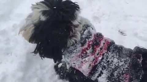 Tibetan Terrier Loves The Snow