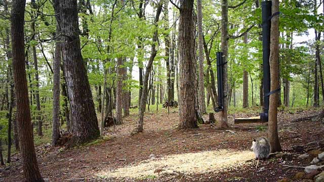 The Woods - 04/26/2021