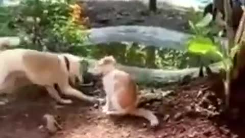 Super Funny Animal Video that Will Make You Laugh Out Loud