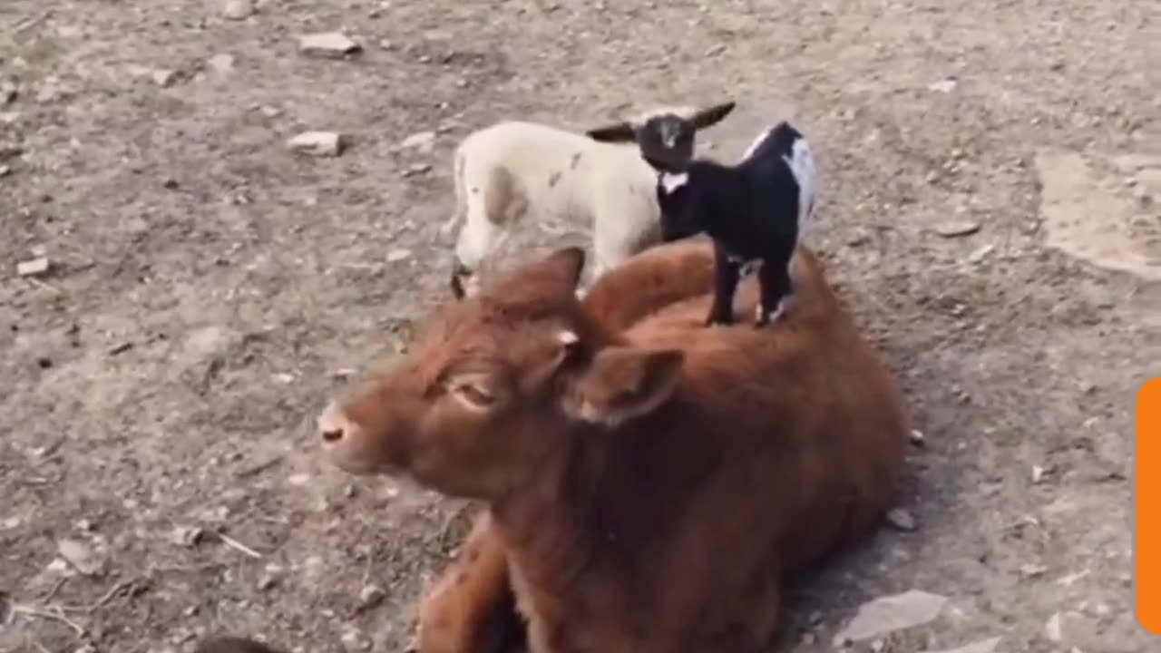 Moovin' Fun: Baby Goats Bounce & Play on Happy Cow's Back!