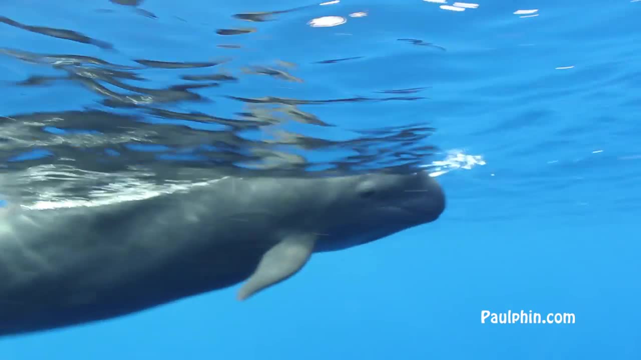 Endangered and Inquisitive False Killer Whale