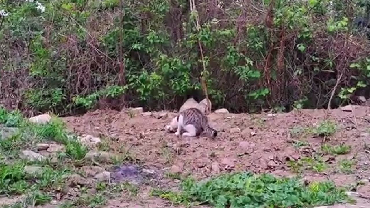 A pregnant cat and a male cat eat together 🥰 #catvideos #meowing #cutecats