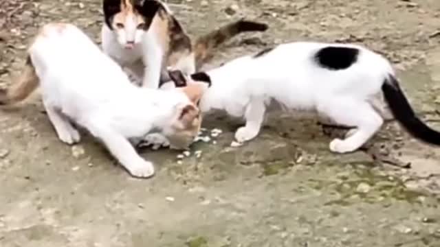 Stray cat comes our yard with three kittens.