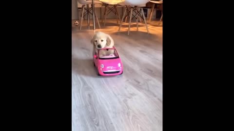 Cute puppy with his first car!