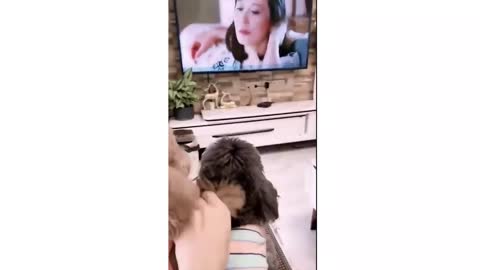 Cute Dog Behavior When Dating