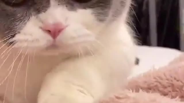 Cute Cats and Funny Animals Compilation | Try Not To Laugh Challenge - Cute Cat