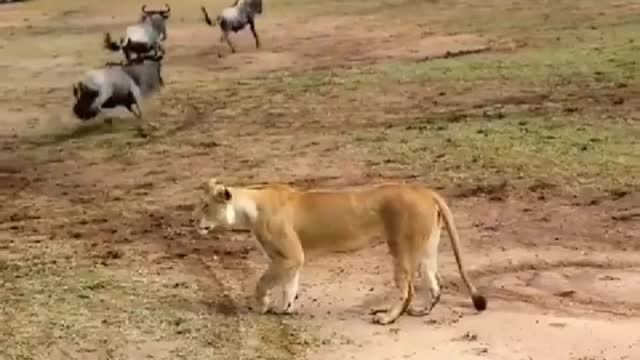 A lion in these creatures for lunch