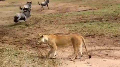 A lion in these creatures for lunch