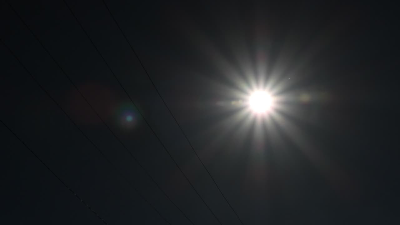Sunflowers Now Hate The New White Sun Aug. 16, 2024