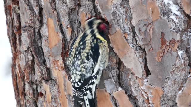 a Woodpecker on Tree Bark