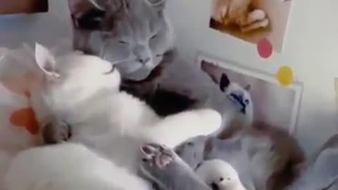 True love - Cats Animal video...