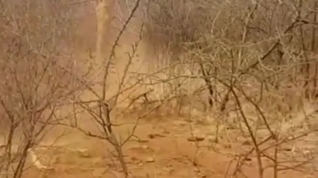 A good blow from a cow to a tiger