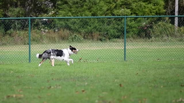 Side View of Dog Running in Slow Motion