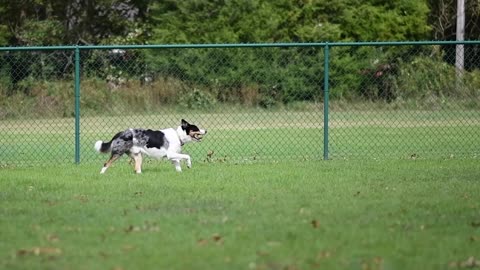 Side View of Dog Running in Slow Motion