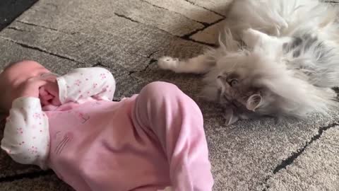 This cat and baby become best friends!