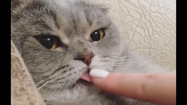 funniest cat video, cat fun , cat enjoy