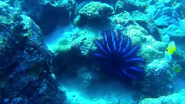 Glimpses of Scuba diving orround Rubiah Island in Sabang-Sumatra