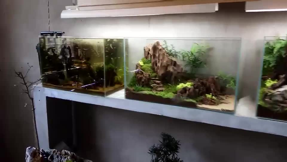 Landscape works in fish tanks(15)